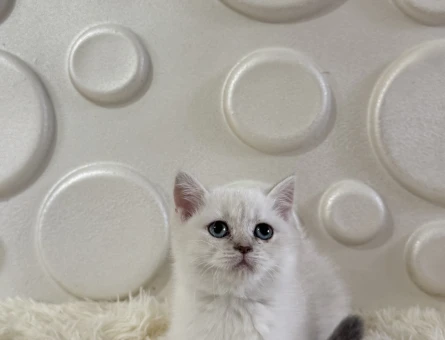 Safkan Yavrumuz British Shorthair Point - 11014 - Görsel 2