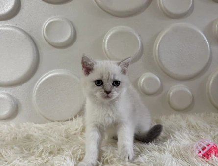 Safkan Yavrumuz British Shorthair Point - 11014 - Görsel 3