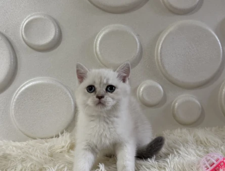 2 Aylık British Shorthair Yavrumuz - 11015
