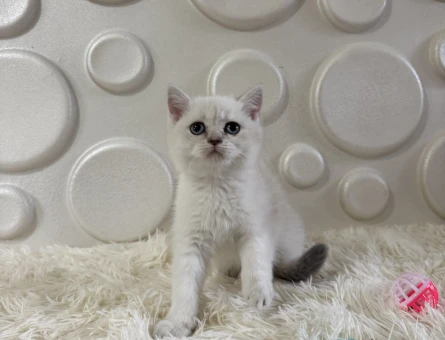 2 Aylık British Shorthair Yavrumuz - 11015 - Görsel 3