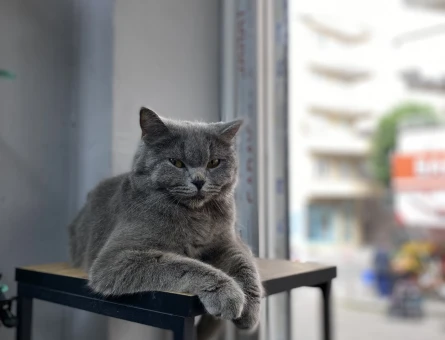 Acil yuva araniyor - 11049