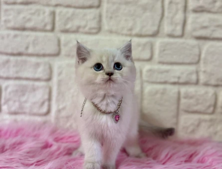 British Shorthair Bluepoint Dişi Bebeğimiz - 11120