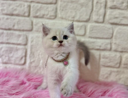 British Shorthair Bluepoint Dişi Bebeğimiz - 11120 - Görsel 3