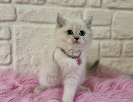 British Shorthair Harika Yavrumuz 2 Aylık - 11121