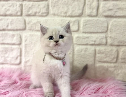 British Shorthair Harika Yavrumuz 2 Aylık - 11121 - Görsel 3