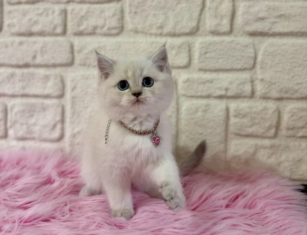 British Shorthair Harika Yavrumuz 2 Aylık - 11121 - Görsel 4