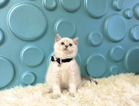 British Shorthair Bluepoint Erkek 2 Aylık - 11122