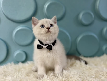 British Shorthair Bluepoint Erkek 2 Aylık - 11122 - Görsel 3