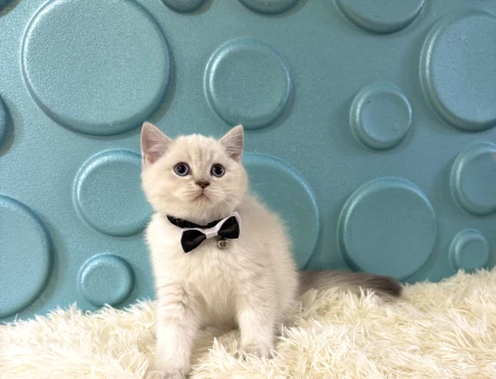 Papyonlu British Shorthair Erkek Yavrumuz - 11123