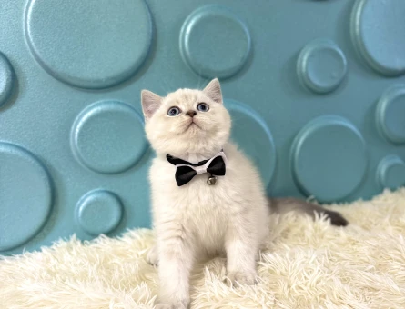 Papyonlu British Shorthair Erkek Yavrumuz - 11123 - Görsel 3