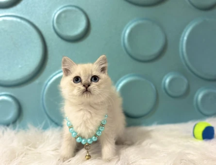 British Shorthair Mavi Boncuk Erkek Yavrumuz - 11124