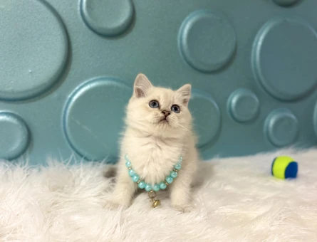 British Shorthair Mavi Boncuk Erkek Yavrumuz - 11124 - Görsel 3