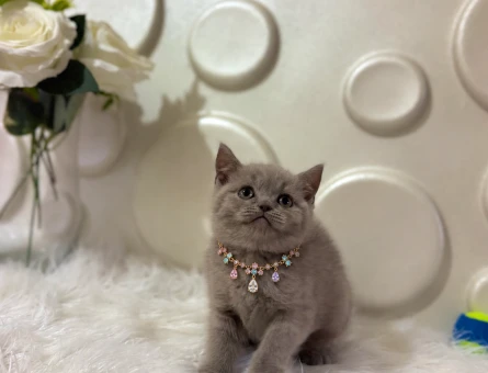 British Shorthair Lilac Dişi Yavrumuz - 11125 - Görsel 3