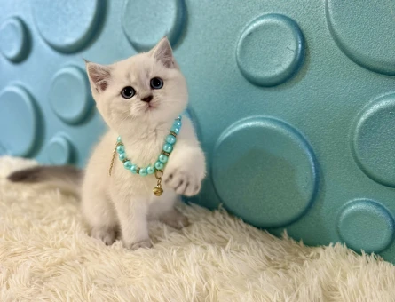 Topaç Kafa British Shorthair Point 2 Aylık - 11127