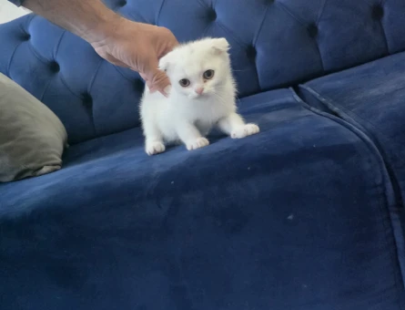 British Shorthair Teslime hazır minnoşlarım - 11159