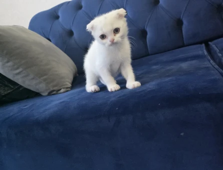 British Shorthair Teslime hazır minnoşlarım - 11159 - Görsel 3