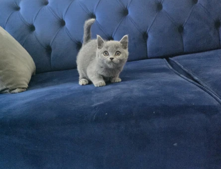 British Shorthair Teslime hazır minnoşlarım - 11159 - Görsel 4