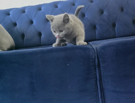 British Shorthair Teslime hazır minnoşlarım - 11159 - Görsel 5