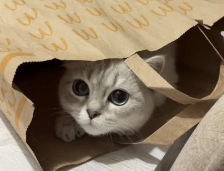 British Shorthair Kedi 1 Yaşında Eş Arıyor - 11163