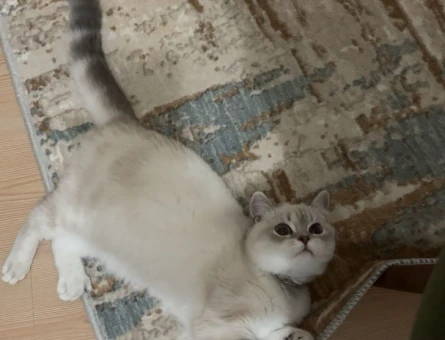 British Shorthair Kedi 1 Yaşında Eş Arıyor - 11163 - Görsel 3