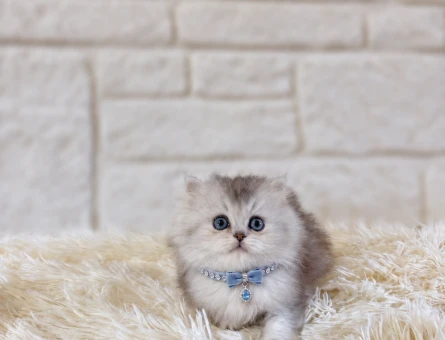 British Longhair Silver Erkek Yavrumuz - 11222