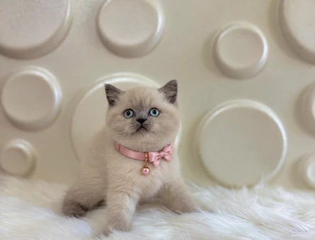 British Shorthair Bluepoint Dişi 2 Aylık - 11692