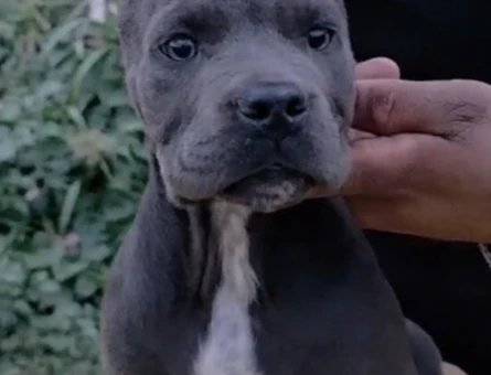 İTALYAN MASTİFF DEV CANE CORSO YAVRULAR - 10880