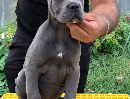 İTALYAN MASTİFF DEV CANE CORSO YAVRULAR - 10880 - Görsel 3