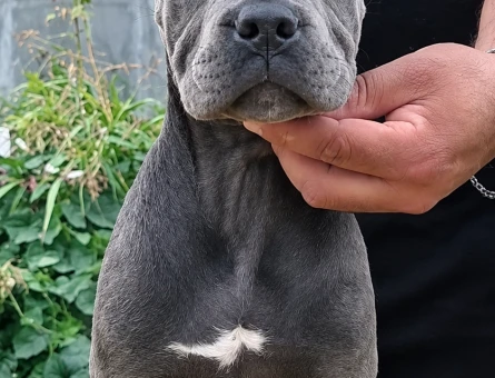 İTALYAN MASTİFF DEV CANE CORSO YAVRULAR - 10880 - Görsel 4