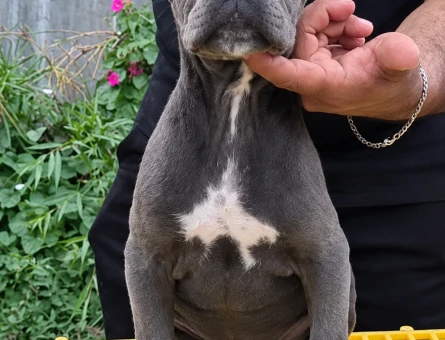 İTALYAN MASTİFF DEV CANE CORSO YAVRULAR - 10880 - Görsel 5