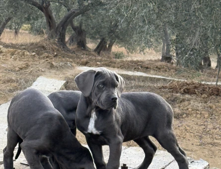 DEV CANE CORSO BLUE YAVRULAR HAZIR - 10952