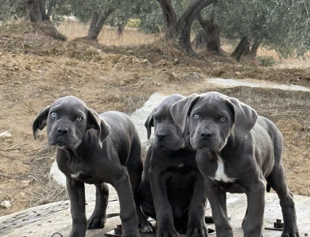 DEV CANE CORSO BLUE YAVRULAR HAZIR - 10952 - Görsel 3