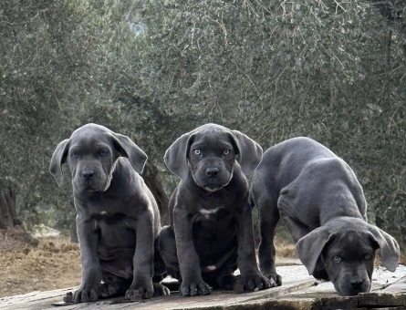 DEV CANE CORSO BLUE YAVRULAR HAZIR - 10952 - Görsel 4