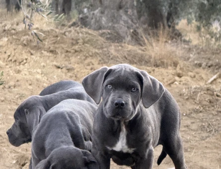DEV CANE CORSO BLUE YAVRULAR HAZIR - 10952 - Görsel 5