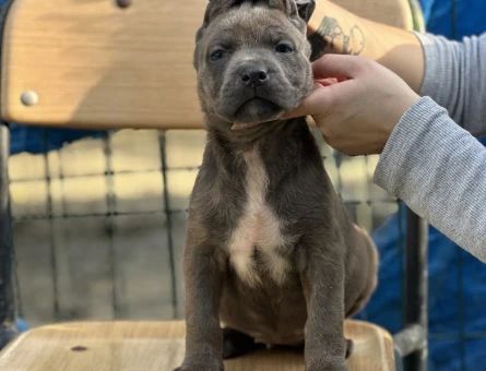 Dev Adayı Cane Corso Yavruları - 10979