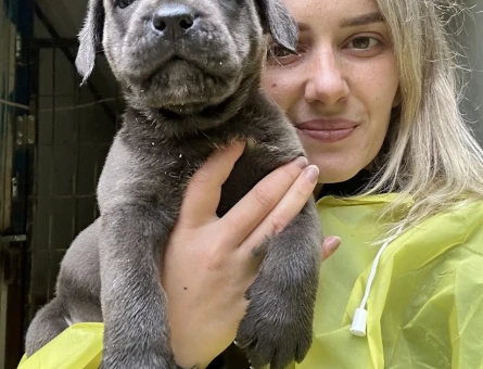 Dev Adayı Cane Corso Yavruları - 10979 - Görsel 3