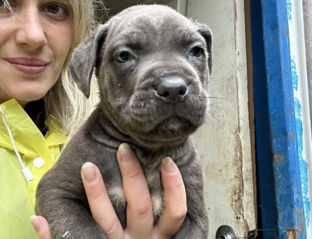 Dev Adayı Cane Corso Yavruları - 10979 - Görsel 4