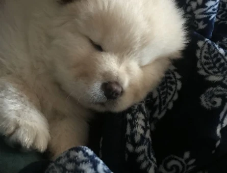 MUHTEŞEM CHOW CHOW YAVRULARIMIZ - 10891 - Görsel 3