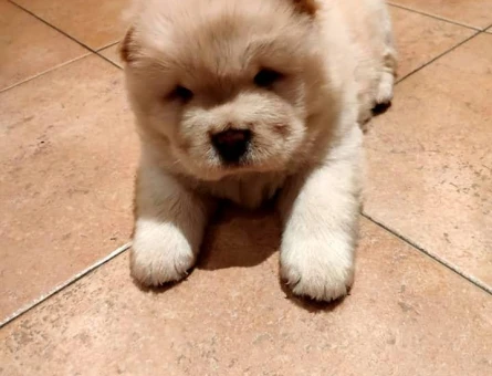 MUHTEŞEM CHOW CHOW YAVRULARIMIZ - 10891 - Görsel 4