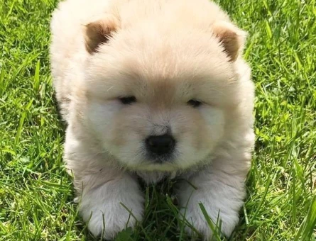 MUHTEŞEM CHOW CHOW YAVRULARIMIZ - 10891 - Görsel 5