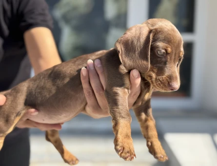 Nadir olan çikolata tan dachshund yavrumuz - 11432