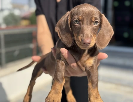 Nadir olan çikolata tan dachshund yavrumuz - 11432 - Görsel 3