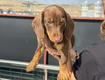Nadir olan çikolata tan dachshund yavrumuz - 11432 - Görsel 4