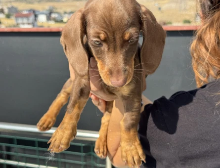 Nadir olan çikolata tan dachshund yavrumuz - 11432 - Görsel 5