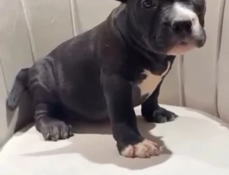 Exotic Bully - 11214