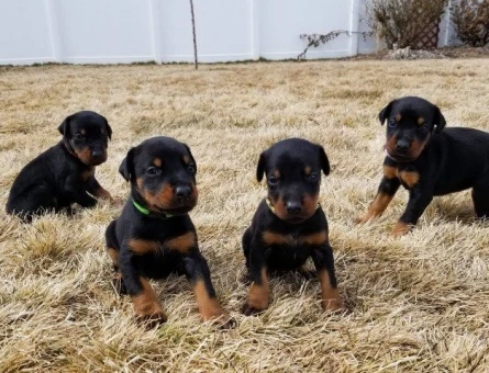 ASİL DOBERMAN YAVRULARIMIZ - 10895