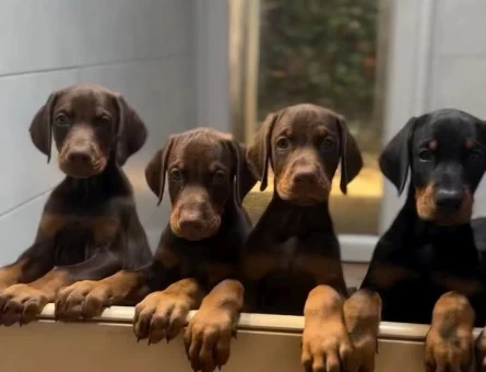ASİL DOBERMAN YAVRULARIMIZ - 10895 - Görsel 3