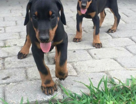 ASİL DOBERMAN YAVRULARIMIZ - 10895 - Görsel 4