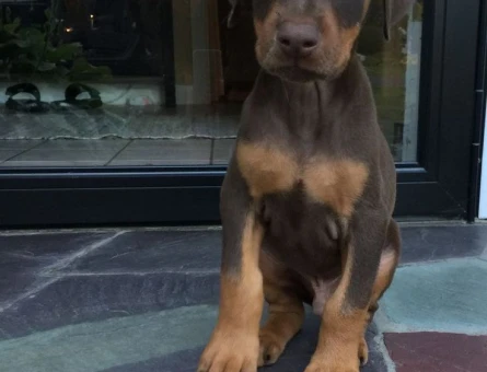 ASİL DOBERMAN YAVRULARIMIZ - 10895 - Görsel 5