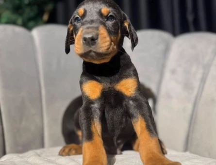 Europan Erkek Doberman King Yavrularımız - 10946 - Görsel 3